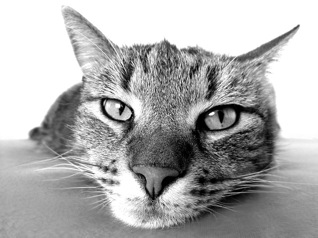 cat-black-and-white-photography